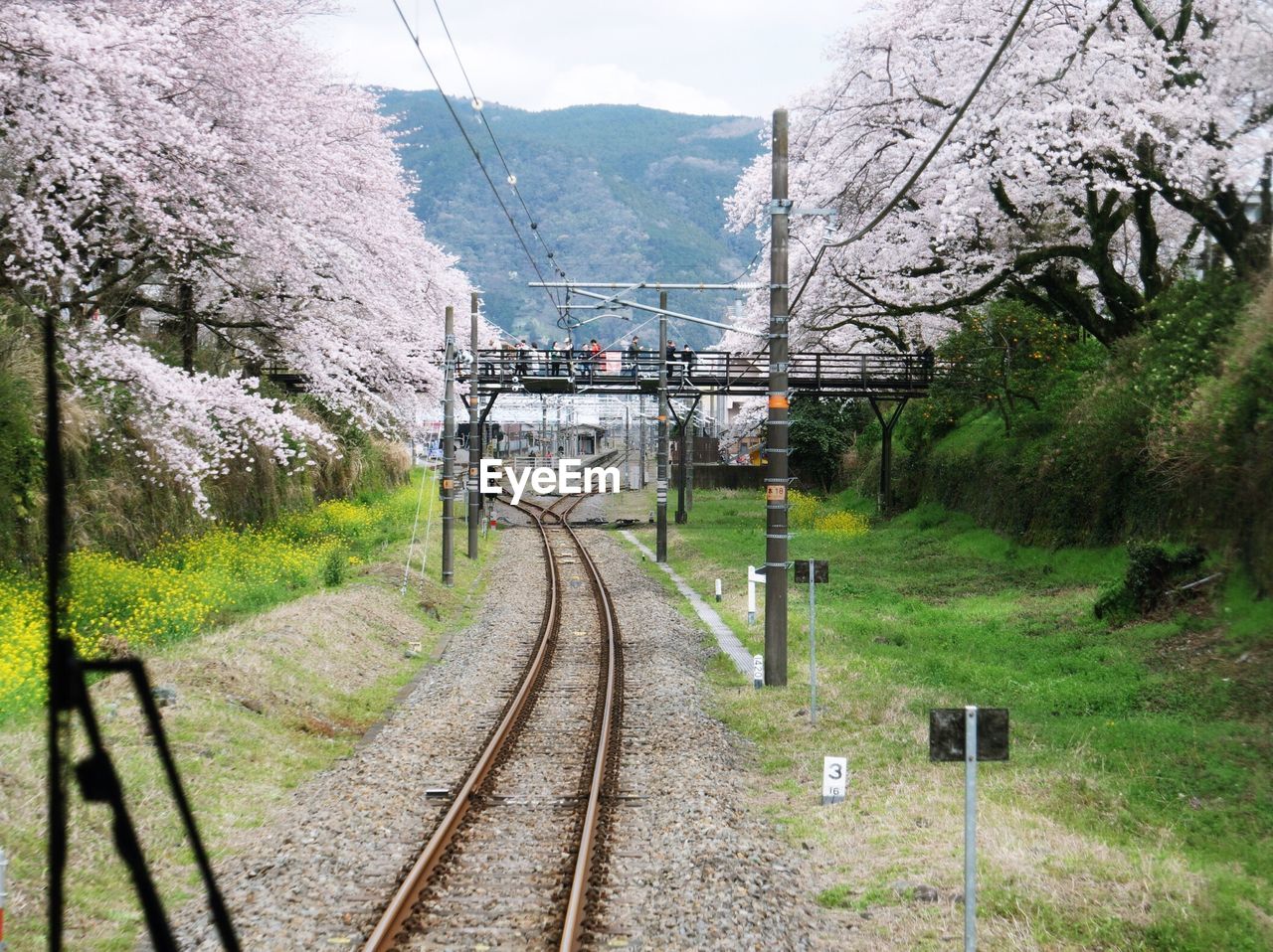 Railroad tracks amidst cherry blossom trees seen from train windshield