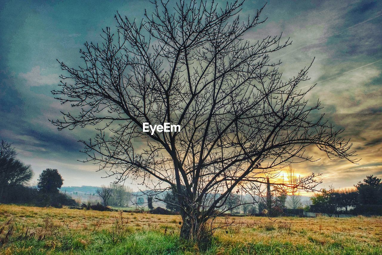 BARE TREE ON FIELD DURING SUNSET