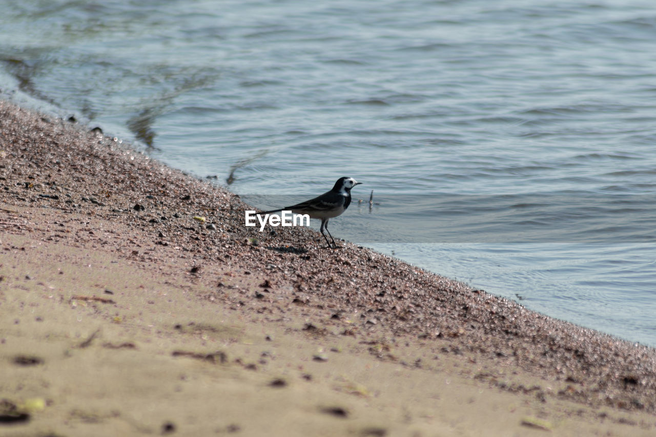 BIRD PERCHING ON THE BEACH