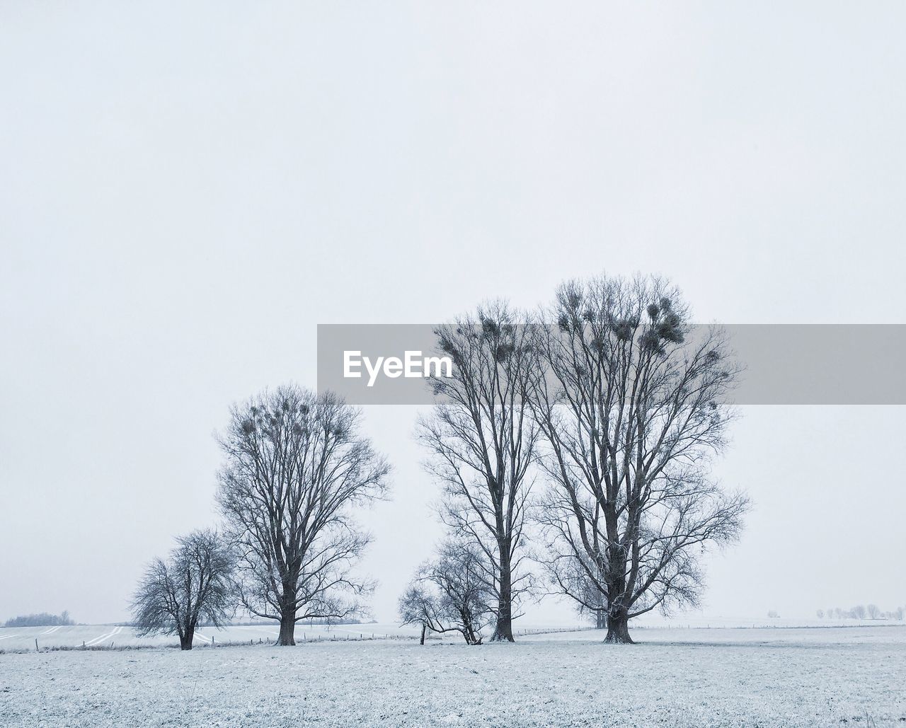 Bare trees on snowcapped field