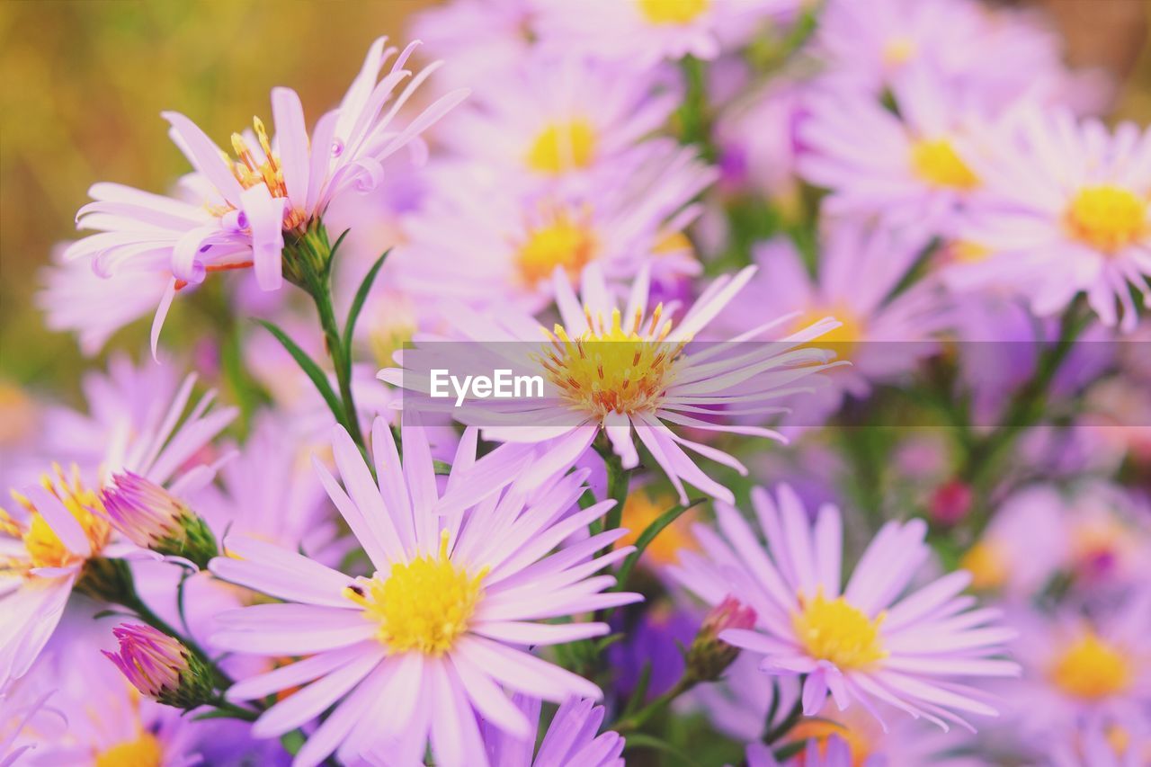 High angle view of purple flowers blooming in garden