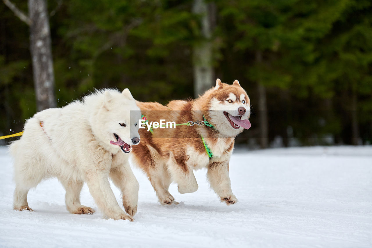 Running husky and samoyed dog on sled dog racing. winter dog sport sled team competition