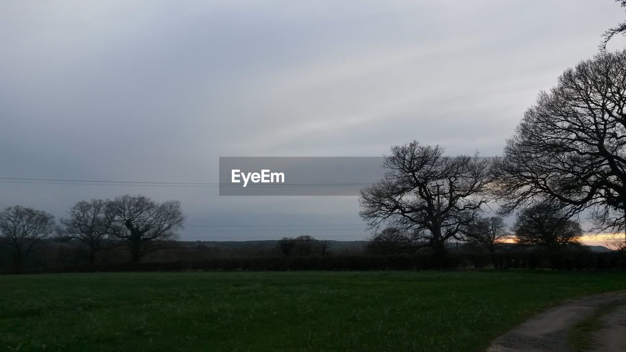 TREES ON GRASSY FIELD