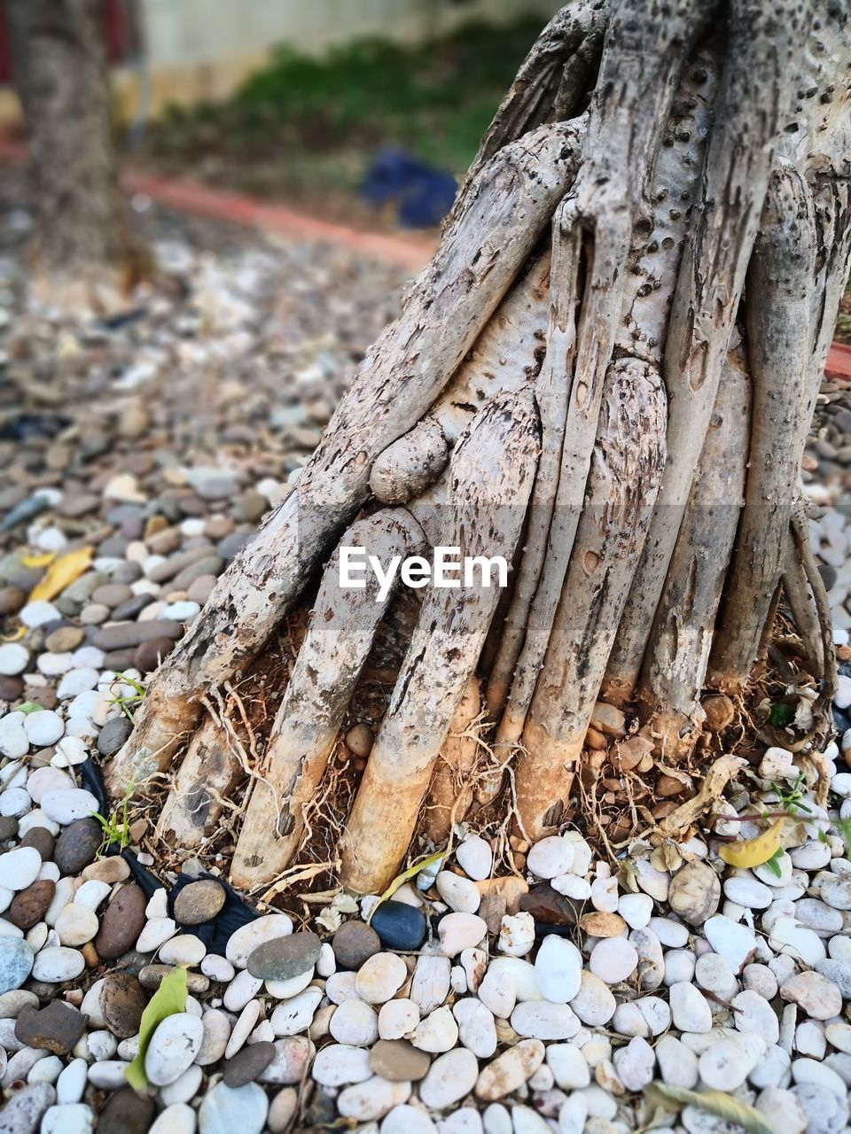 CLOSE-UP OF TREE TRUNK ON ROCKS