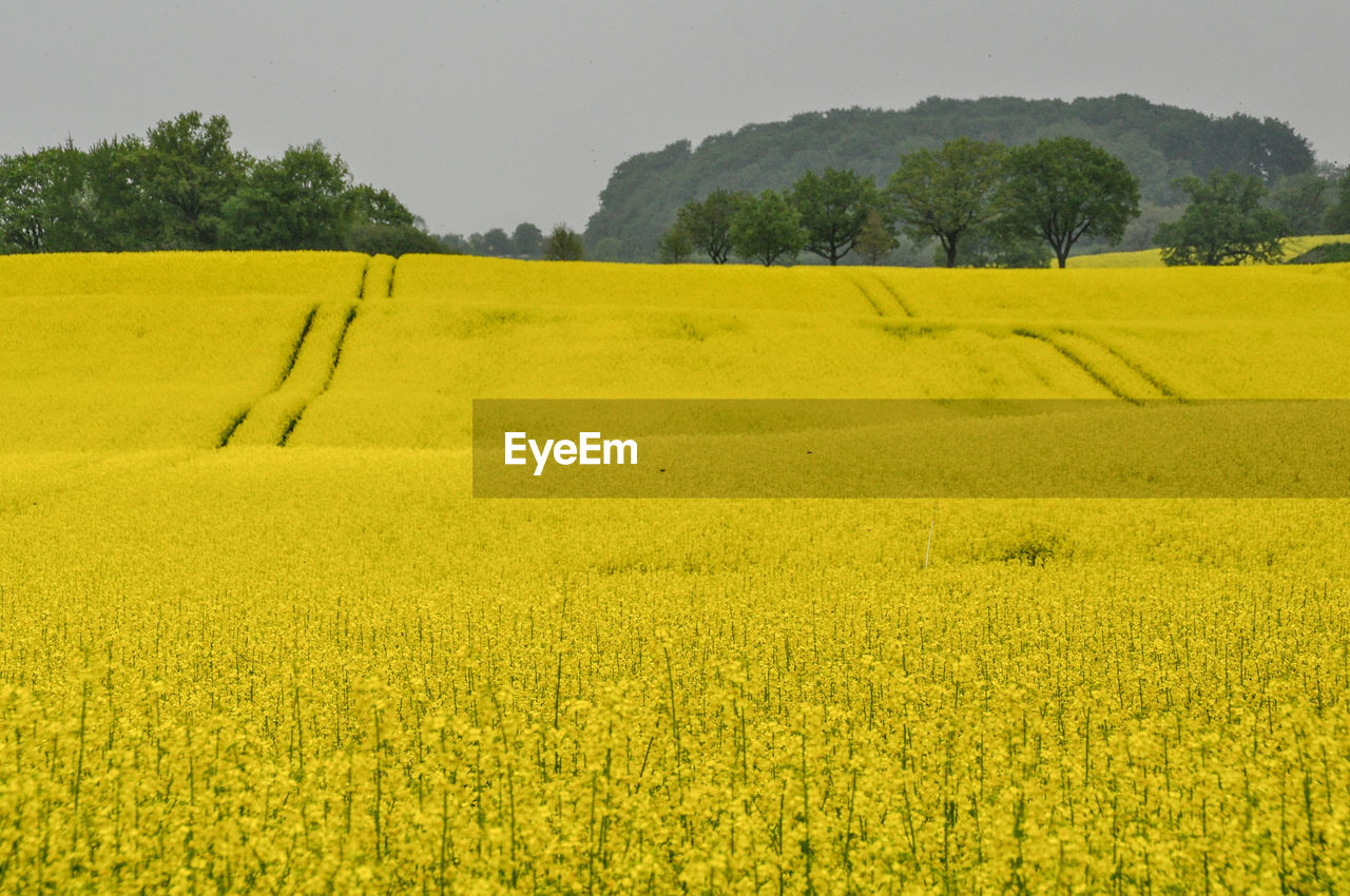 Scenic view of rural landscape