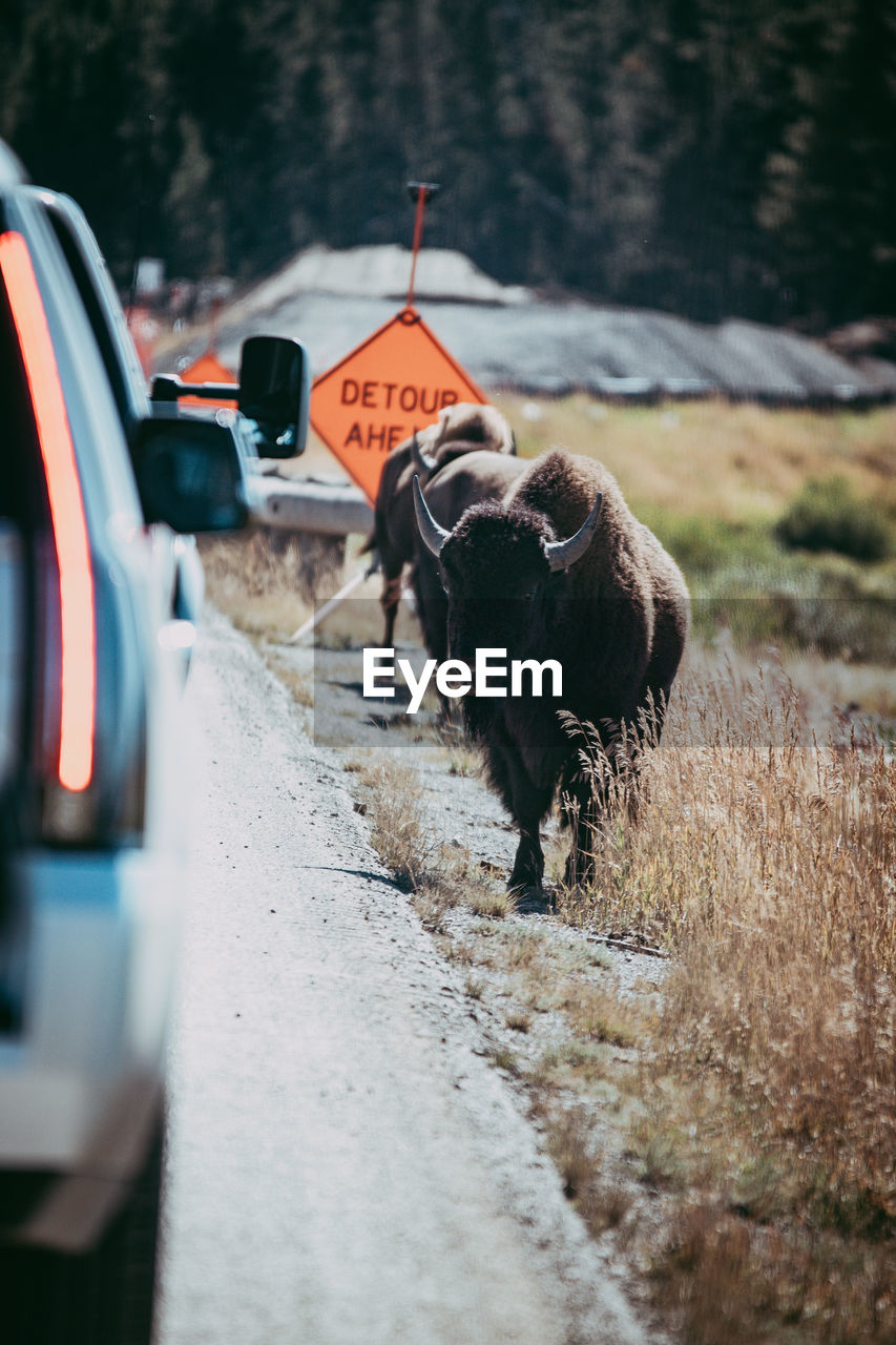 Bison by cars on road