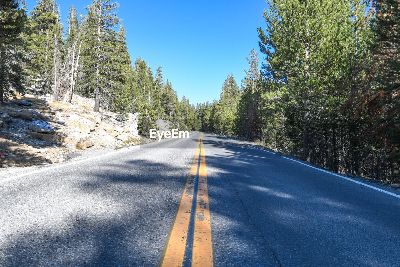 ROAD AMIDST TREES