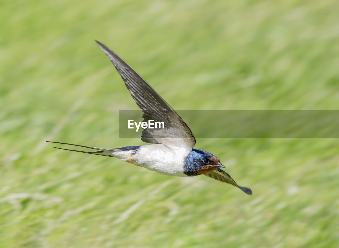 animal themes, animal, animal wildlife, bird, wildlife, one animal, flying, animal body part, beak, spread wings, motion, mid-air, nature, grass, wing, no people, outdoors, full length, animal wing, plant, day, beauty in nature, focus on foreground