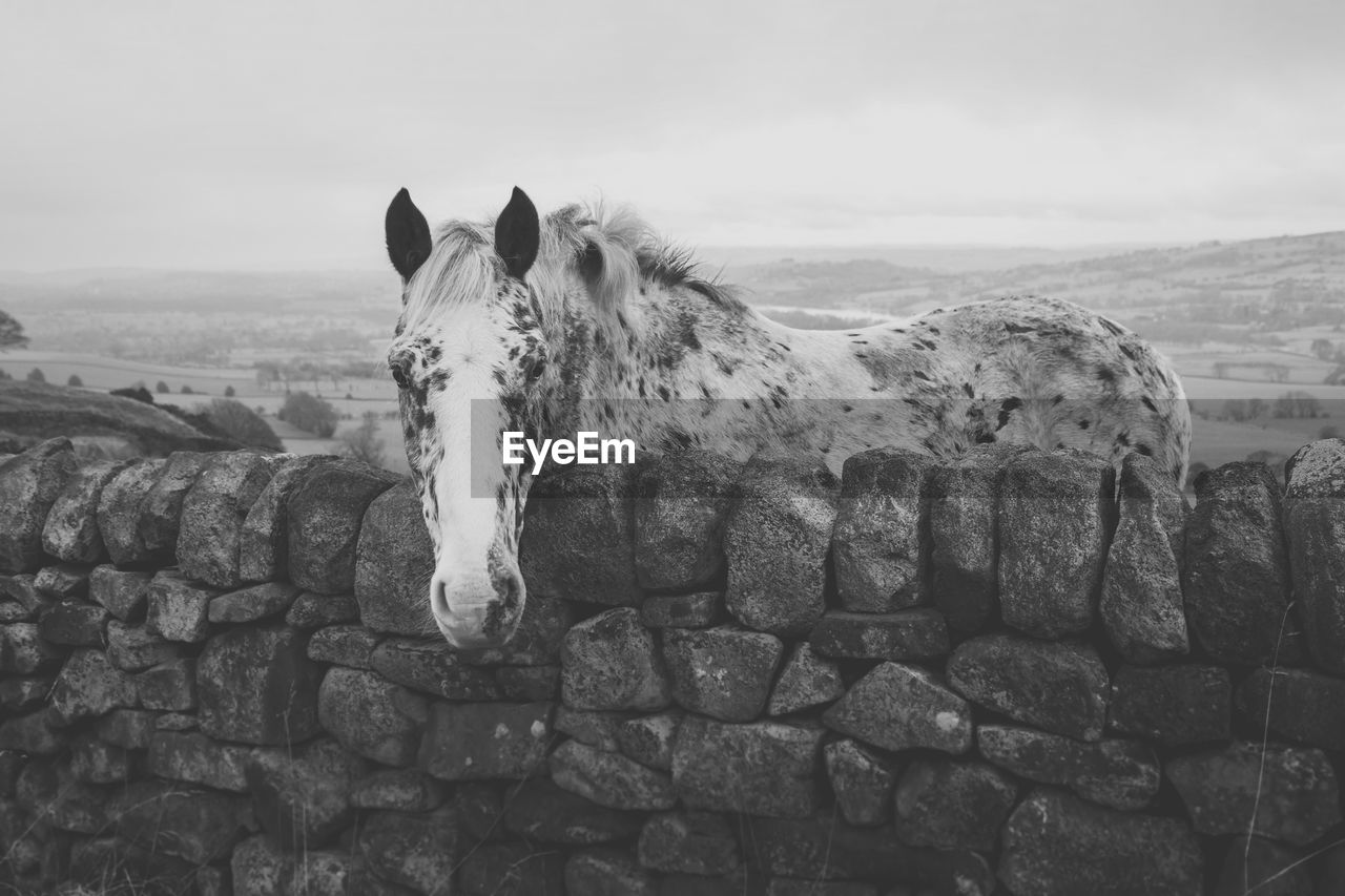 Horse standing by stone wall on field against sky