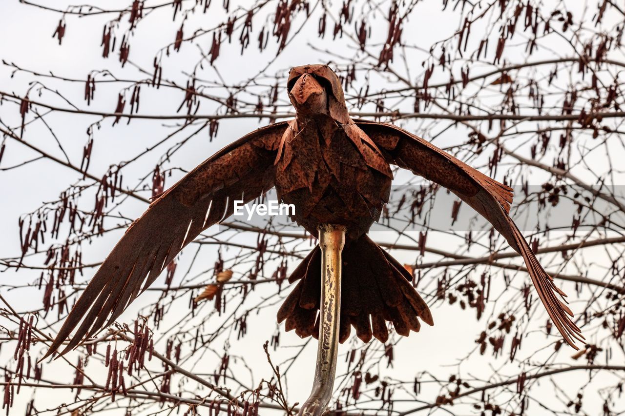 LOW ANGLE VIEW OF BIRD PERCHING ON BARE TREE