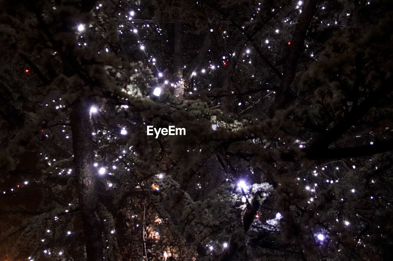 LOW ANGLE VIEW OF TREE AGAINST SKY AT NIGHT