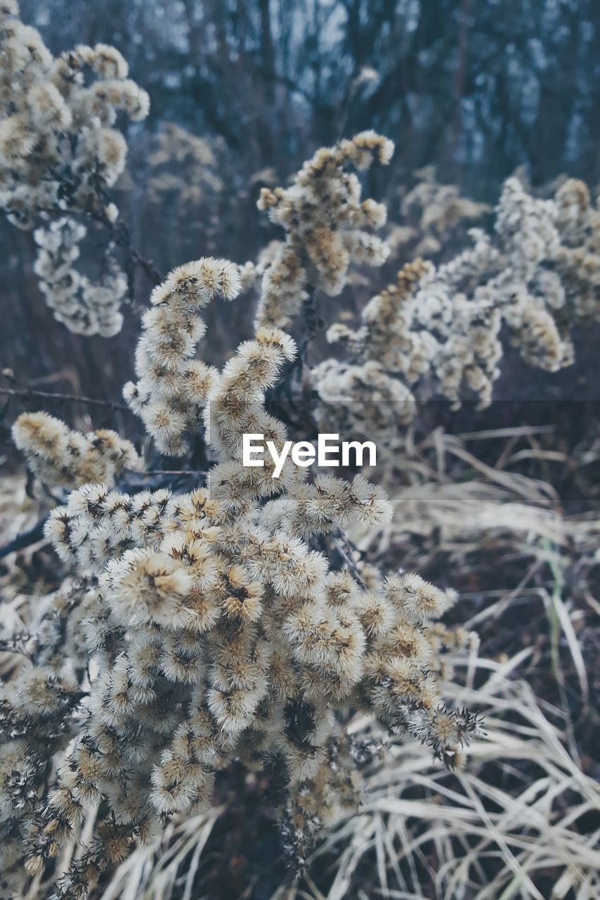 CLOSE-UP OF CORAL IN SEA