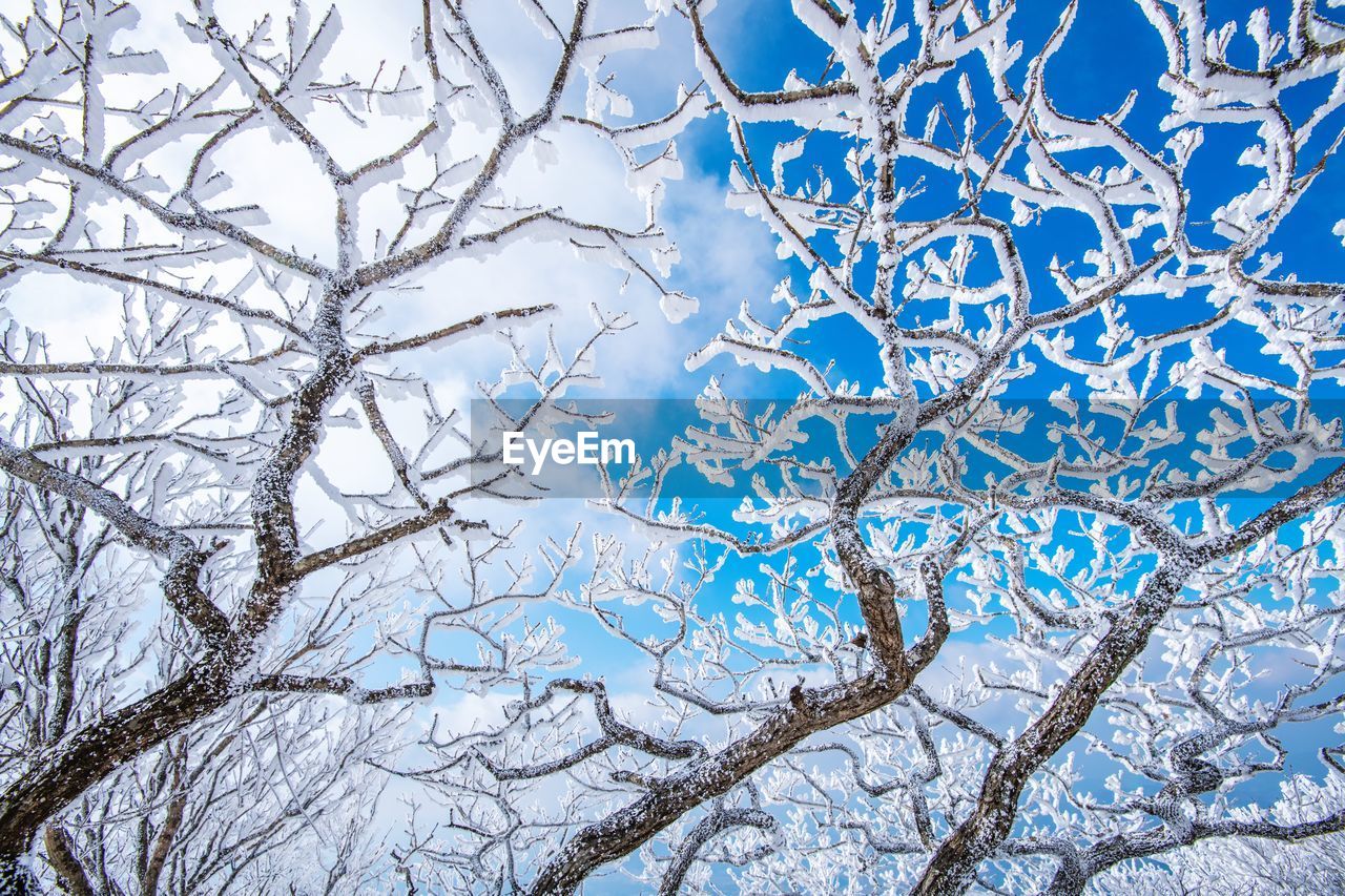 Low angle view of frozen tree against sky during winter