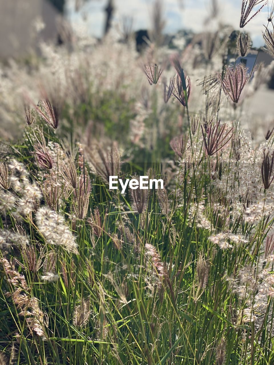 CLOSE-UP OF FLOWERING PLANTS ON FIELD AGAINST BLURRED BACKGROUND