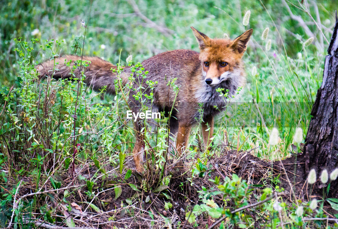 Portrait of fox in a field