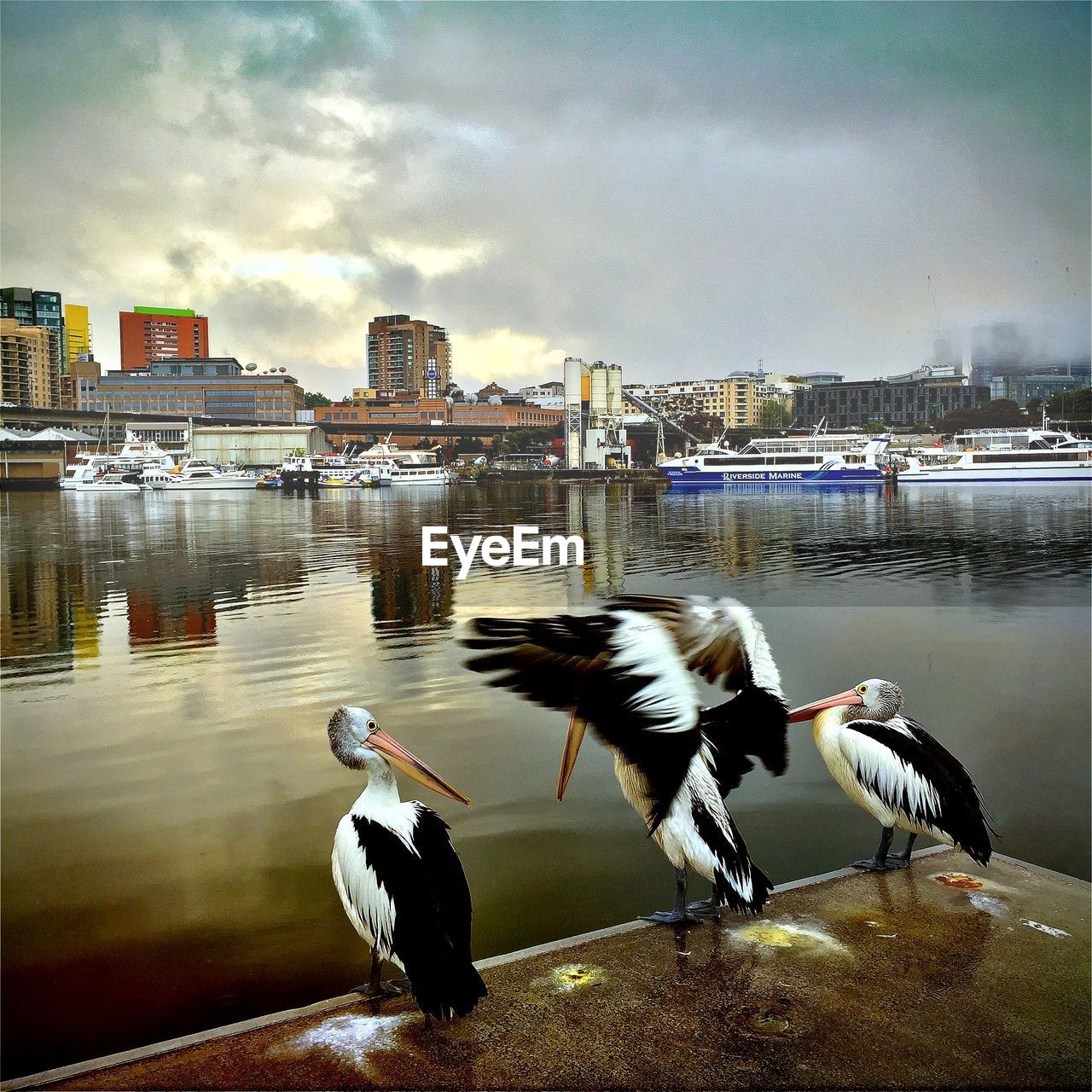 Pelicans perching on pier at harbor against sky during sunset in city