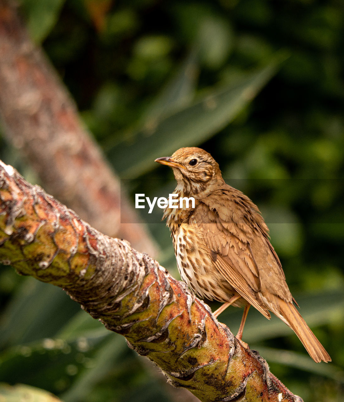 CLOSE-UP OF A BIRD PERCHING ON BRANCH