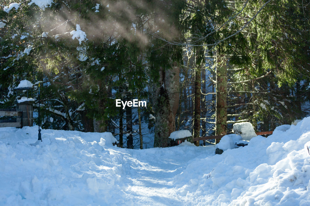 snow, tree, winter, cold temperature, plant, nature, beauty in nature, scenics - nature, environment, land, no people, day, tranquility, white, tranquil scene, outdoors, landscape, sunlight, non-urban scene, forest, freezing, mountain, coniferous tree