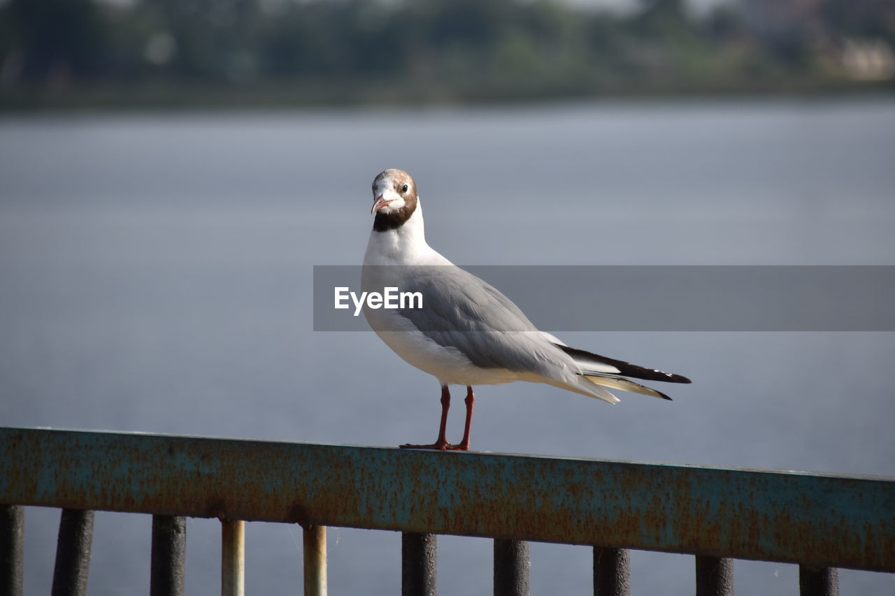 Close-up of seagull perching on railing