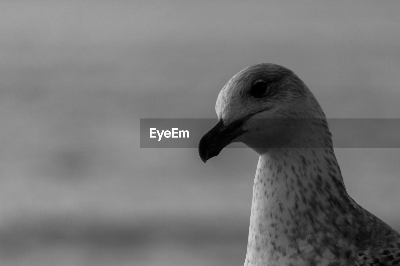 bird, animal themes, animal, one animal, animal wildlife, wildlife, beak, close-up, black and white, monochrome, animal body part, no people, monochrome photography, focus on foreground, nature, white, black, animal head, day, outdoors
