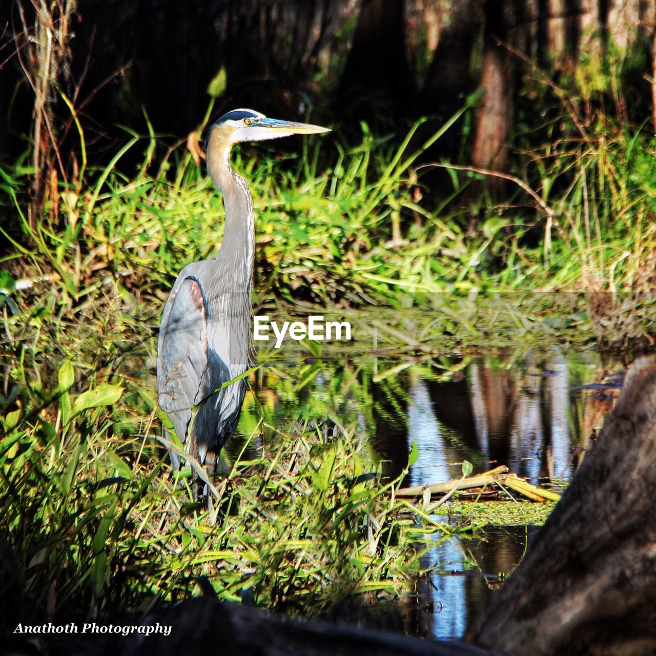 GRAY HERON PERCHING ON TREE BY PLANTS