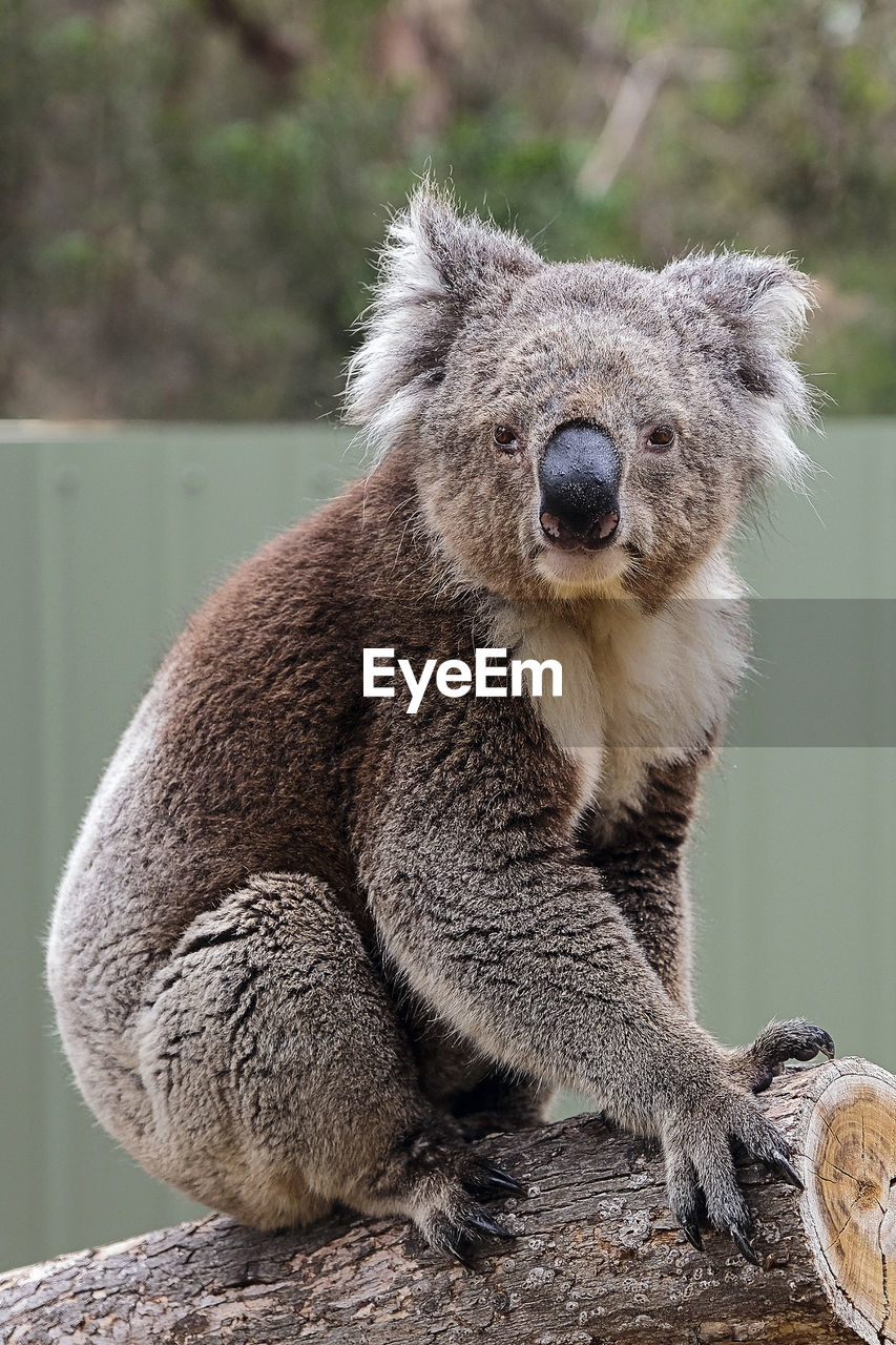 A koala bear looking straight into camera lens