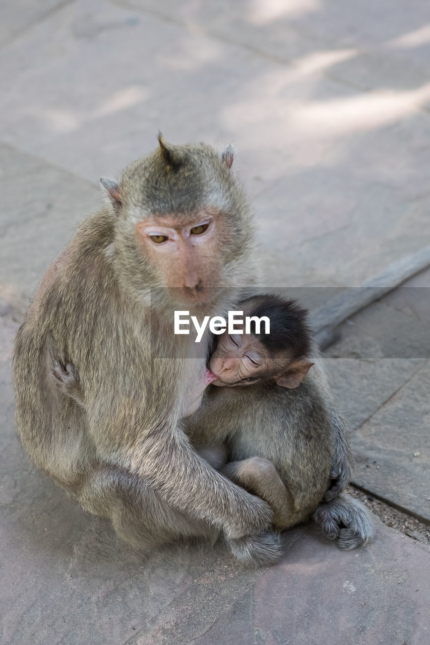 MONKEY SITTING ON FLOOR