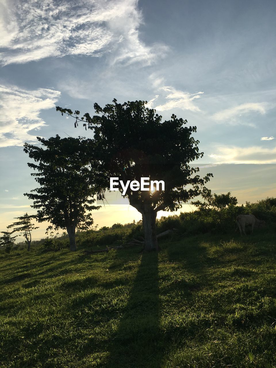 TREES ON FIELD AGAINST SKY