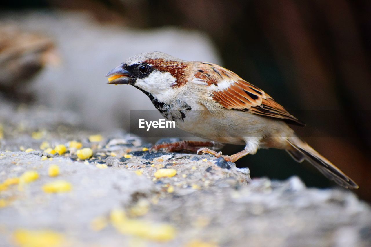 Close-up of bird perching outdoors