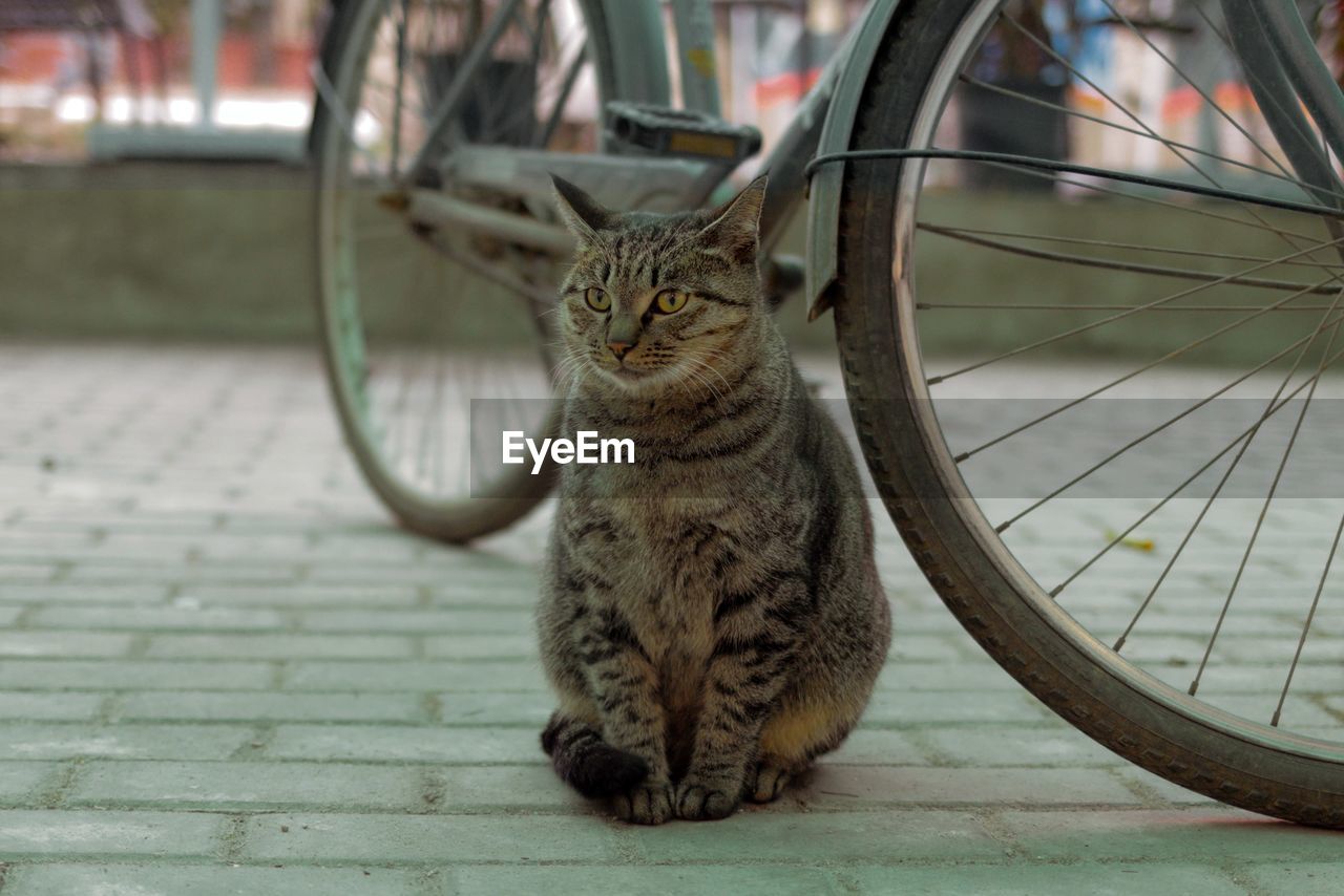 CAT SITTING ON BICYCLE