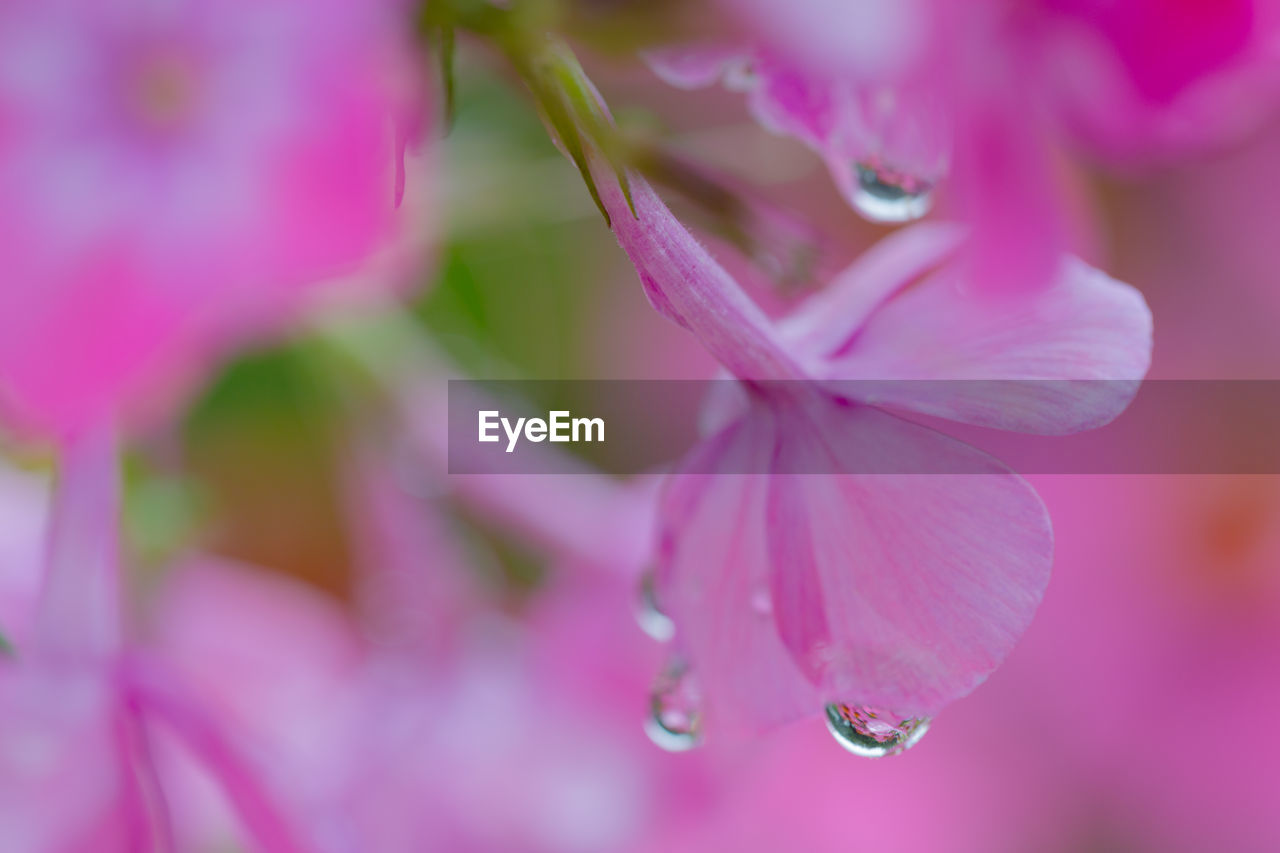 plant, pink, flower, flowering plant, freshness, beauty in nature, close-up, fragility, nature, blossom, drop, macro photography, petal, water, growth, selective focus, no people, springtime, macro, outdoors, purple, wet, flower head, dew, inflorescence, extreme close-up, magenta, defocused, focus on foreground, pastel colored, summer, environment, botany, multi colored, day