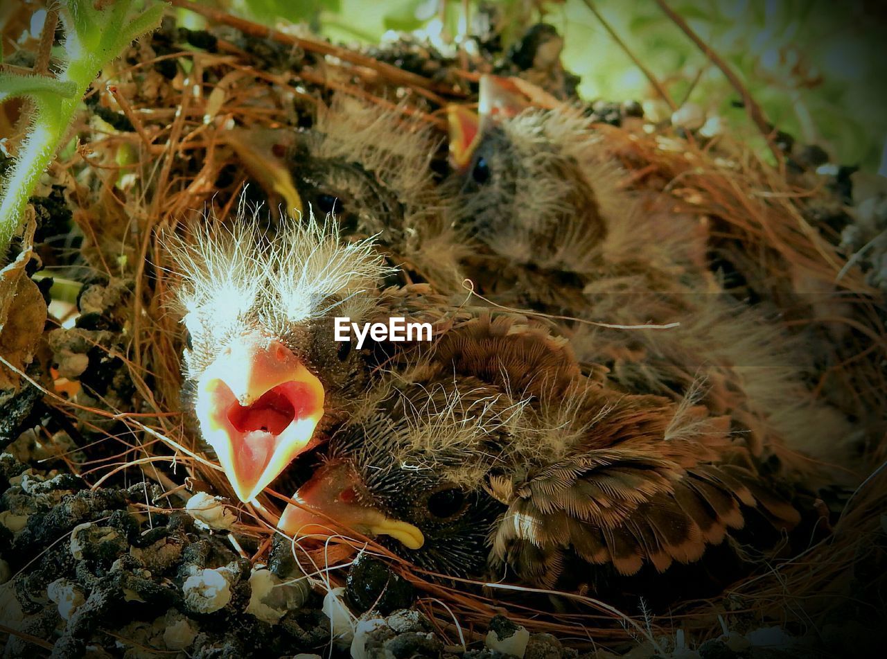 CLOSE-UP OF BIRDS ON PLANT