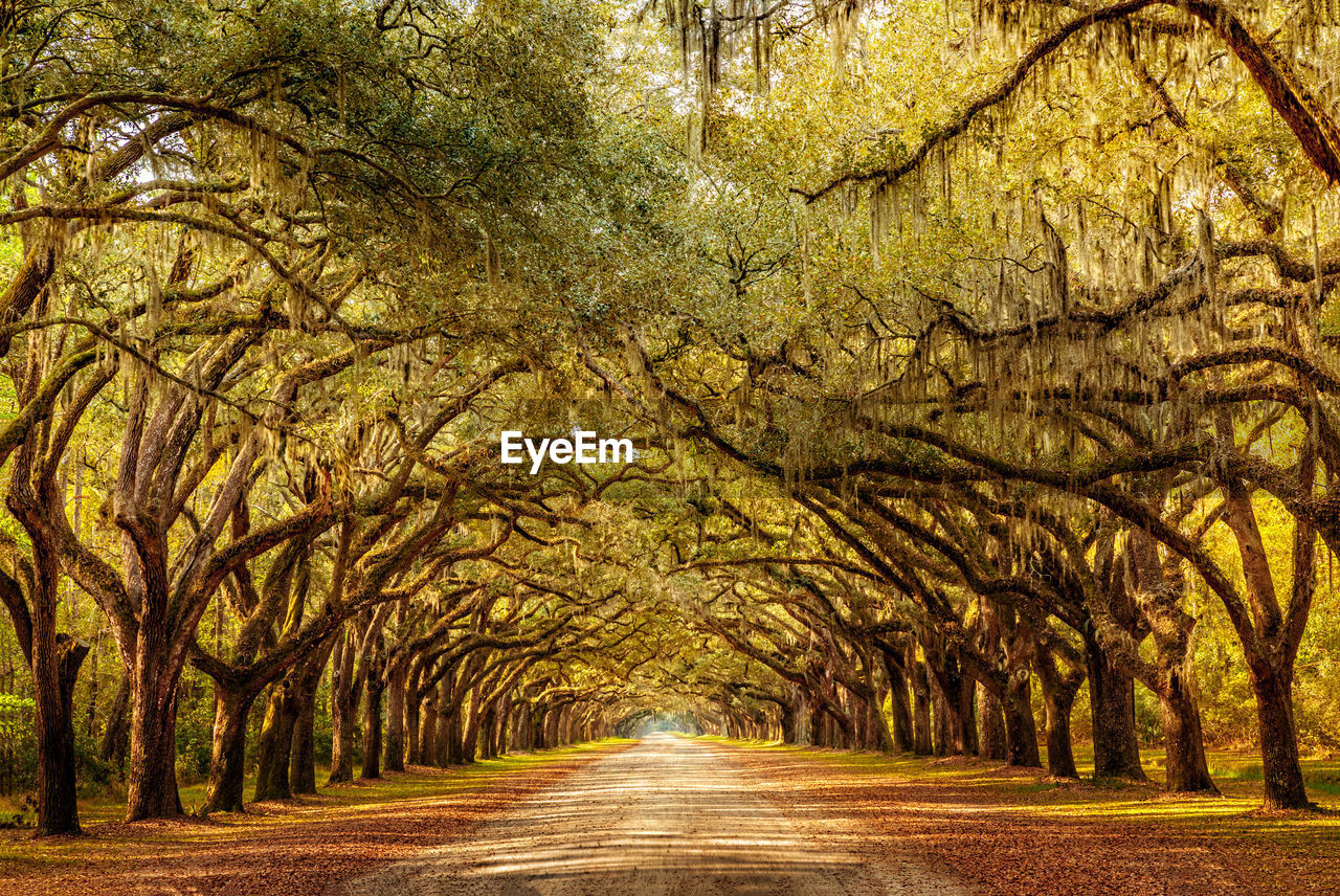 ROAD AMIDST TREES IN FOREST