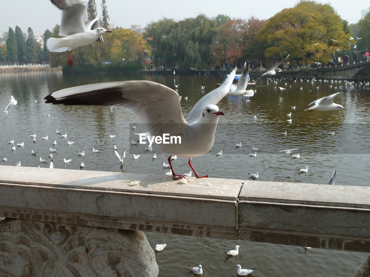 SEAGULL FLYING ABOVE LAKE