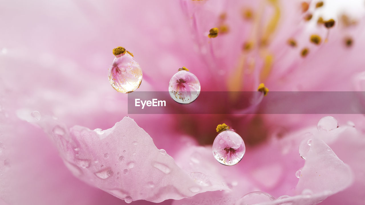 Close-up of water drops on pink flower