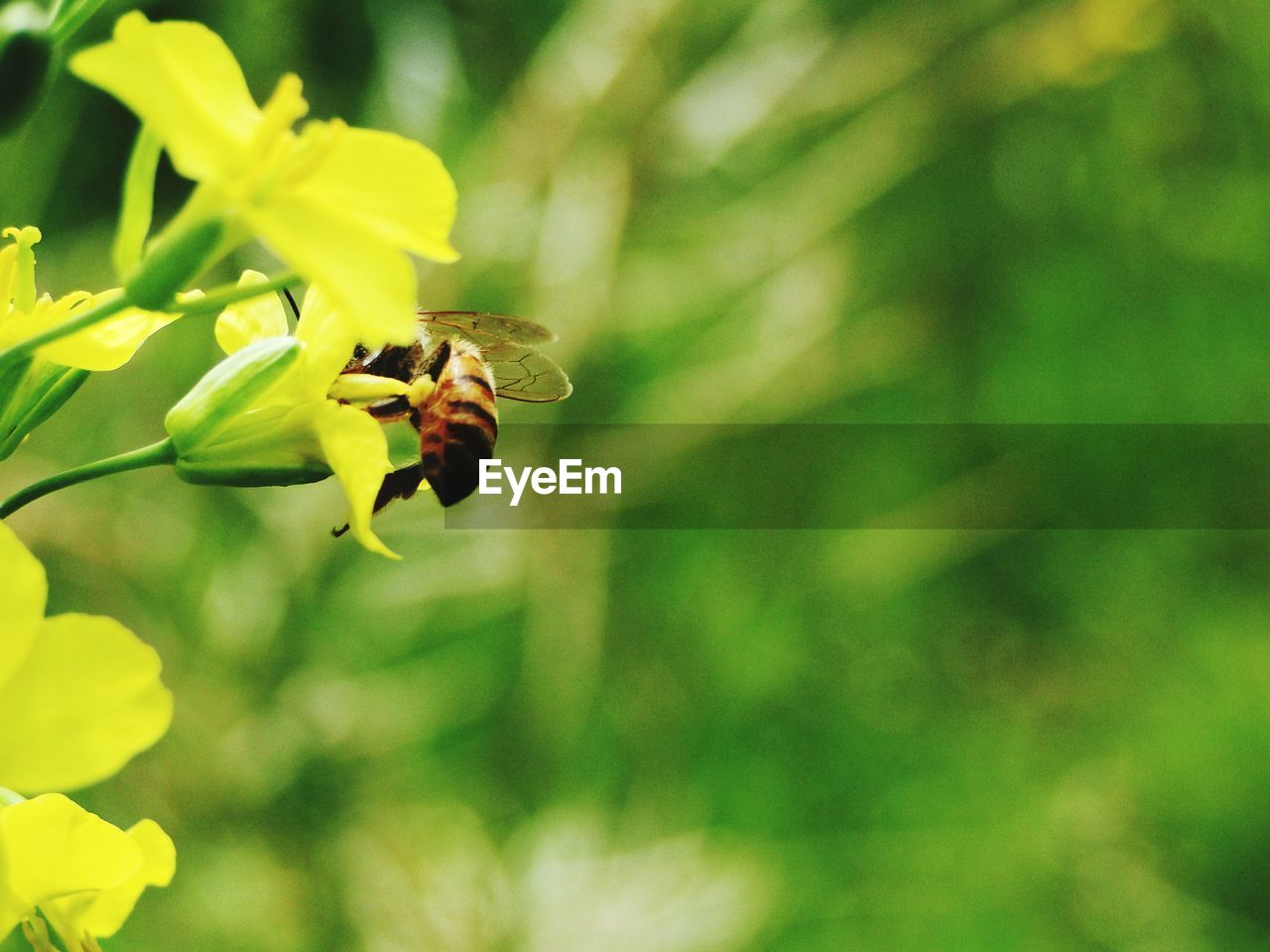 Bee on yellow flower