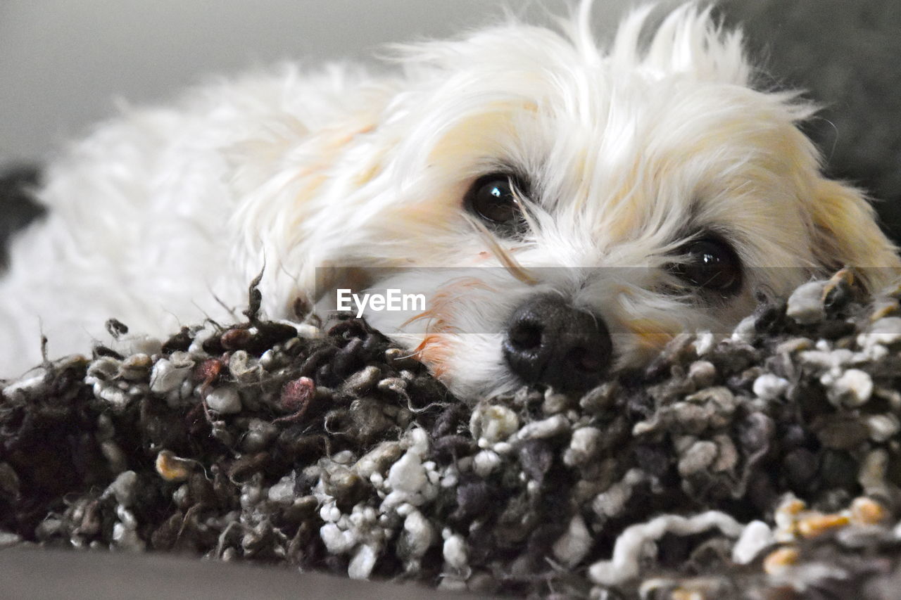 Close-up portrait of a little white  dog with big black eyes on a blanket