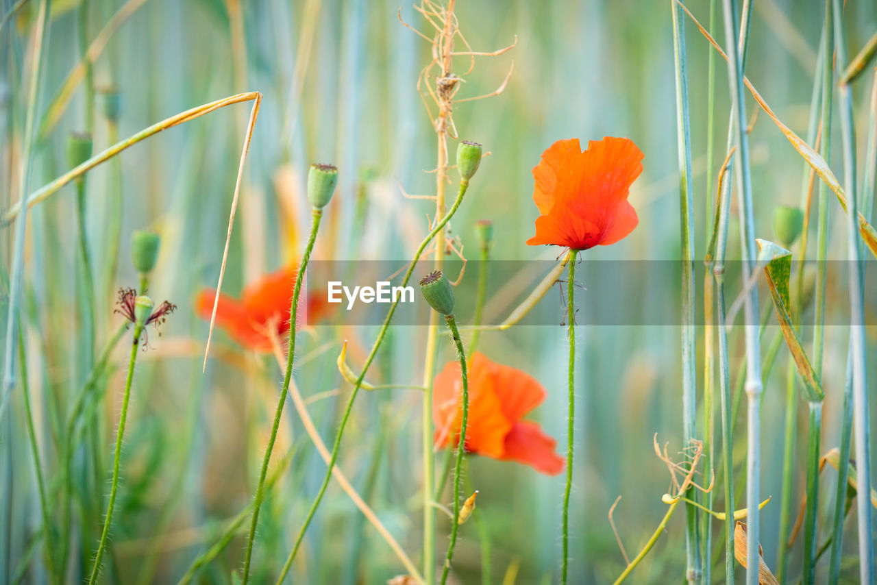 Close-up of red poppy on field