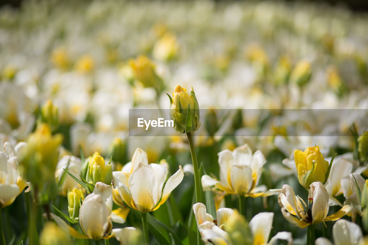 Close-up of yellow flowers blooming in field