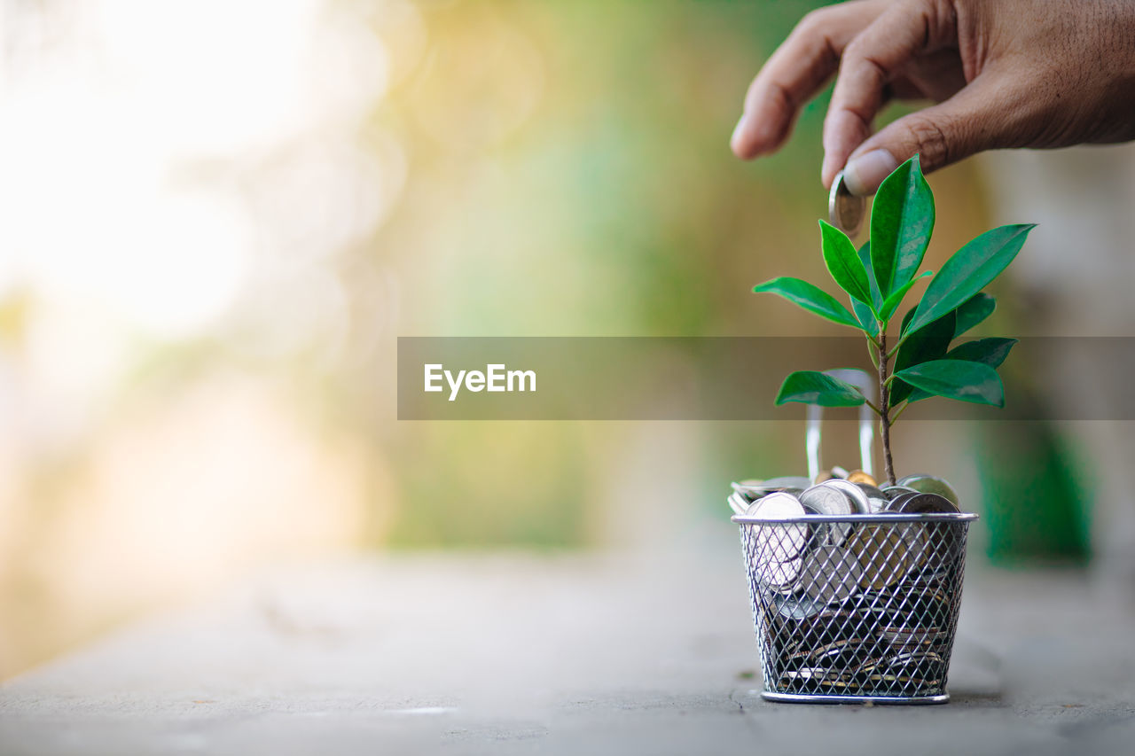 Close-up of hand holding potted plant on table