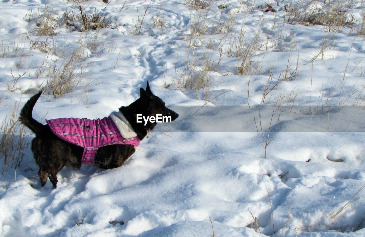 Snow covered field