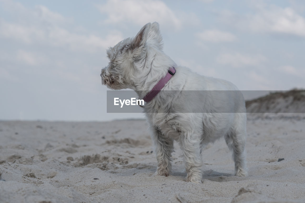 Dog on beach against sky