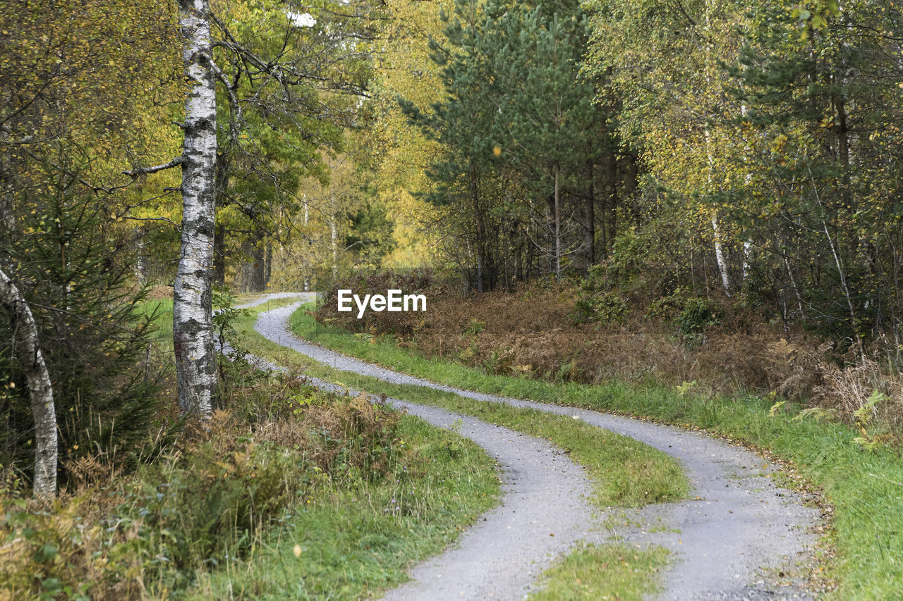 ROAD IN FOREST