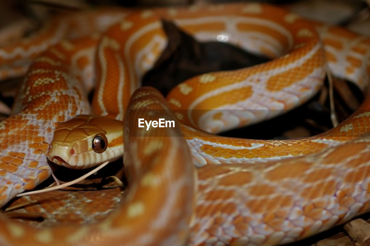 close-up of snake on field