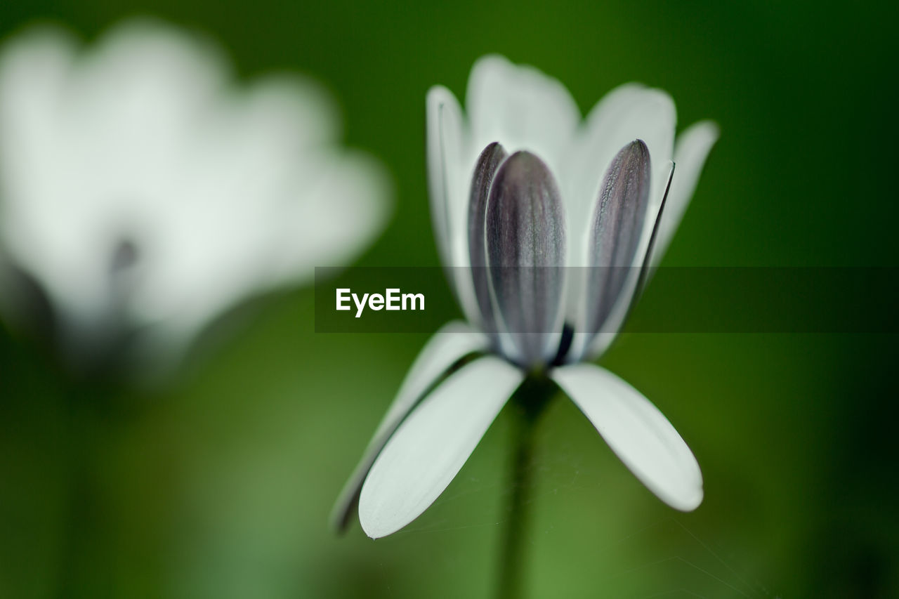 Close-up of white flower blooming outdoors