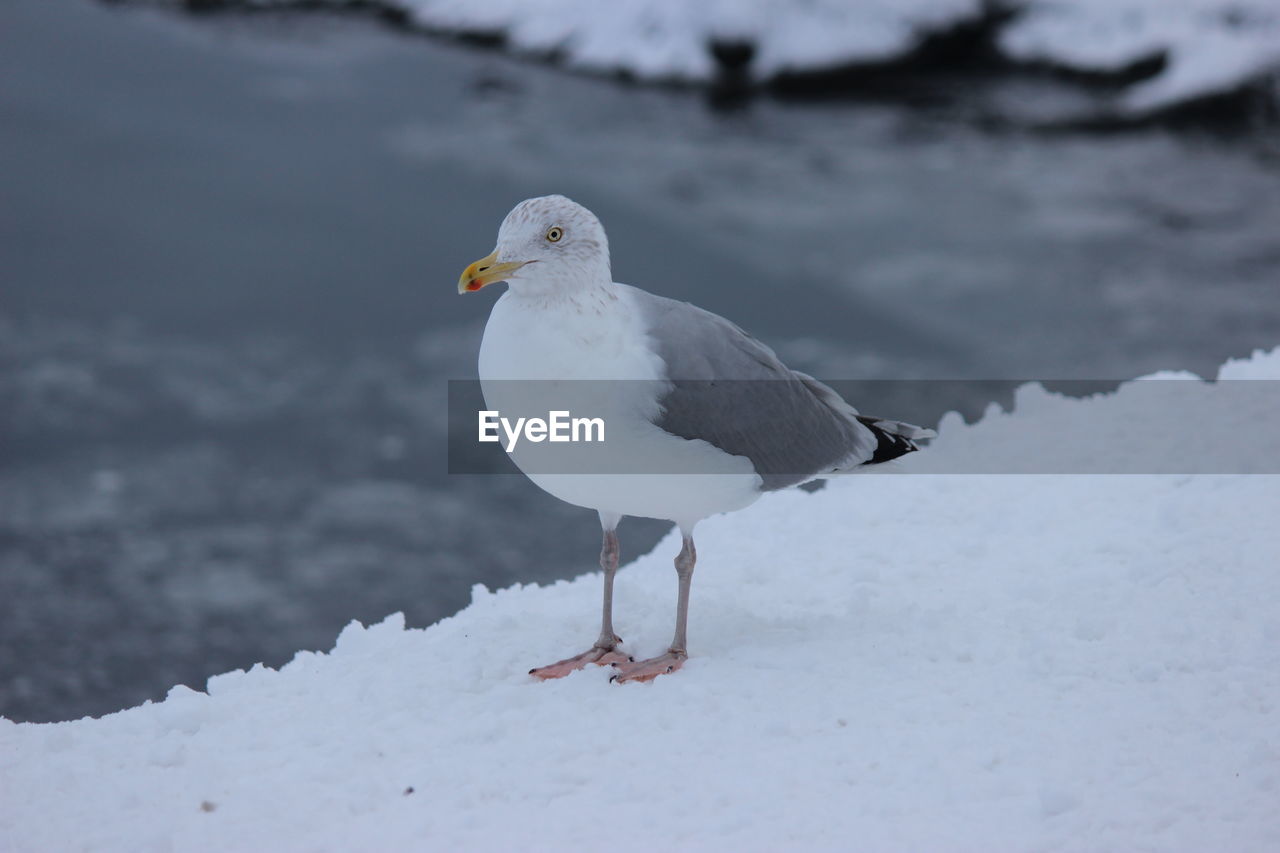 Close-up of seagull perching on snow