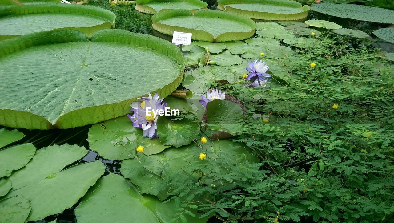 Water lilies growing on lake
