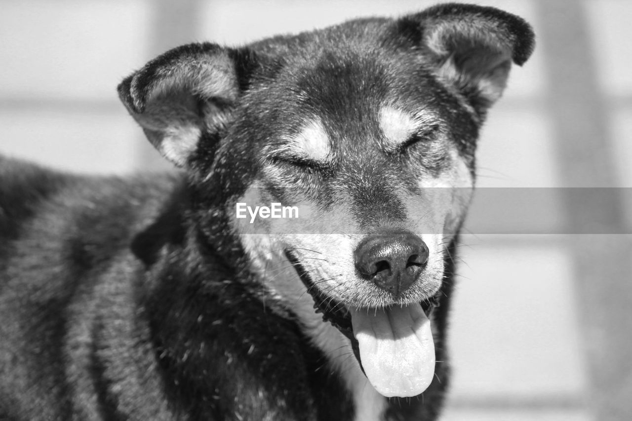 Close-up portrait of dog