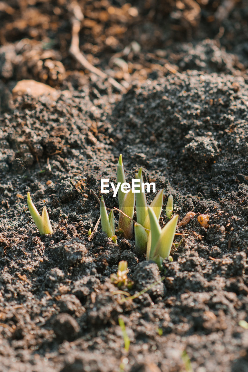 Hosta sprouts in the garden in spring