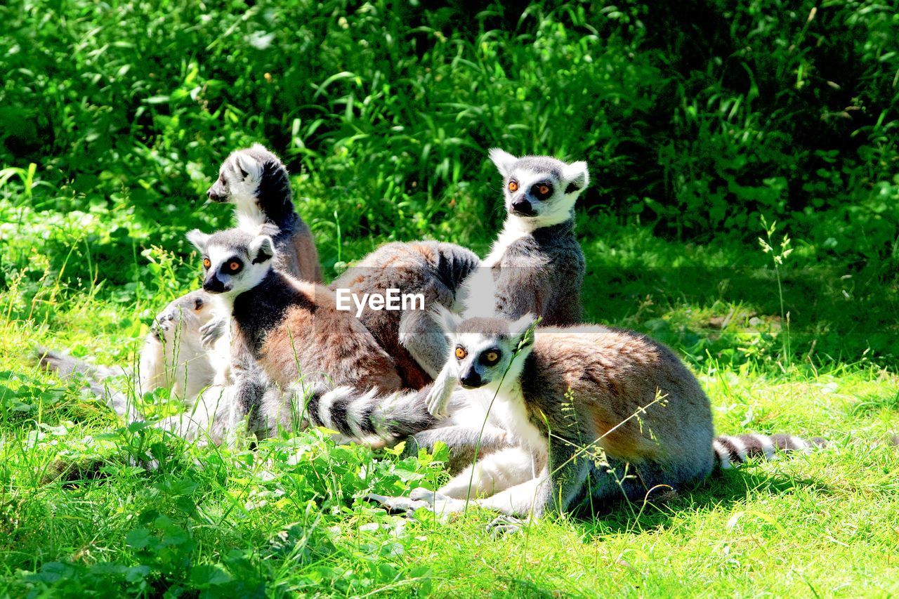 An alert conspiracy of lemurs 